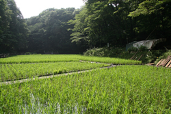 田園風景の写真