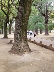 大南公園の被害樹木の写真