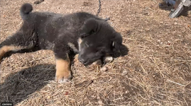 番犬の子犬