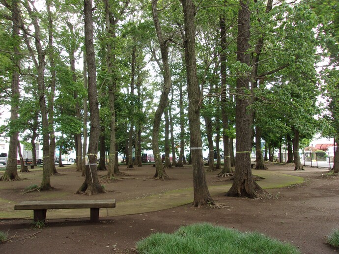 西大南樹林公園の写真