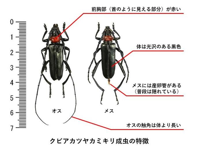 クビアカツヤカミキリ